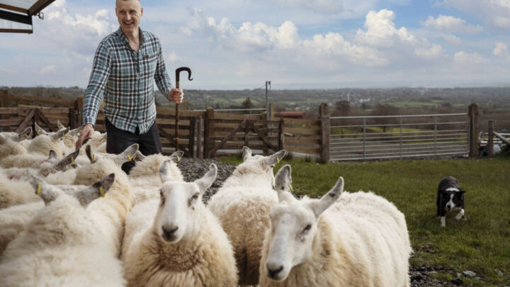 Sheepdogs at Work, Glenshane Country Farm